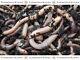 Lob Worms Earthworms Garden Worms Fishing Reptile Food Garden Soil (25 to 300)