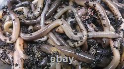 Lob Worms Earthworms Garden Worms Fishing Reptile Food Garden Soil (25 to 300)