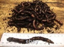 Lob Worms Earthworms Garden Worms Fishing Reptile Food Garden Soil (25 to 300)